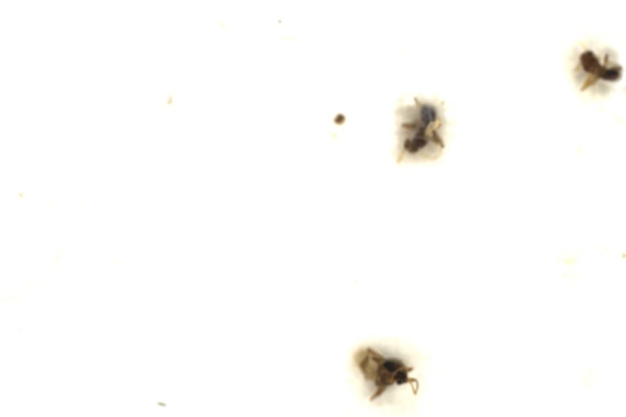 Image 102